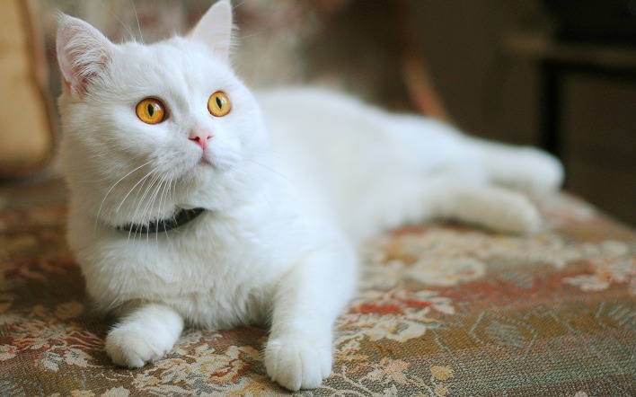 Белый кот с рыжими глазами