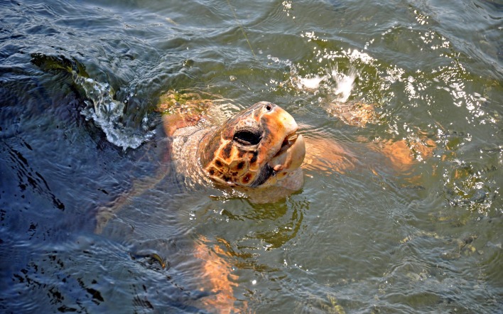 Морская черепаха над водой