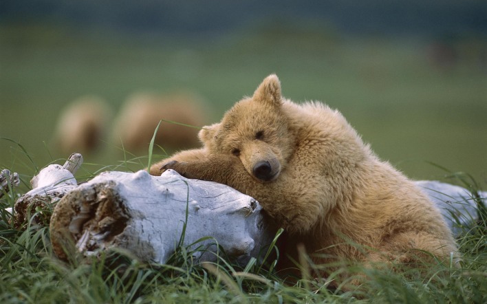 Спящий на бревне медвежонок