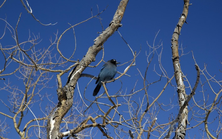 Синяя птица на ветке