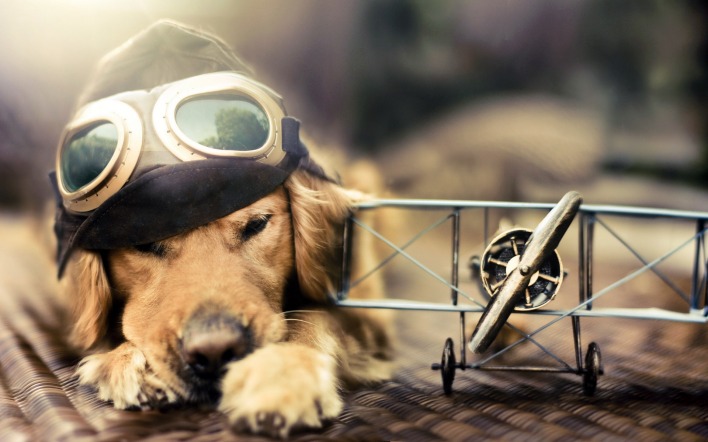 Собака с моделькой самолета