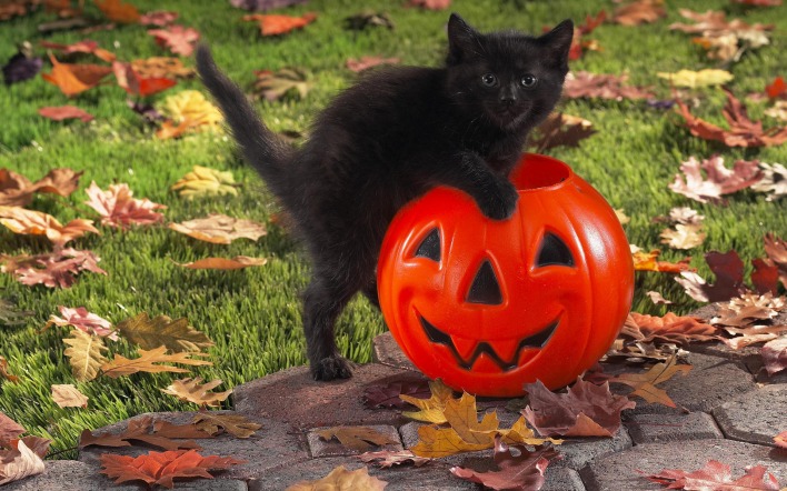Черный котенок с тыквой