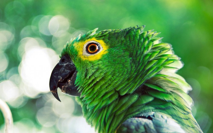 Зеленый попугай перья