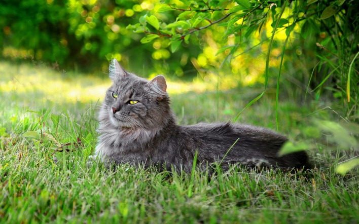 Дымчатый кот в траве
