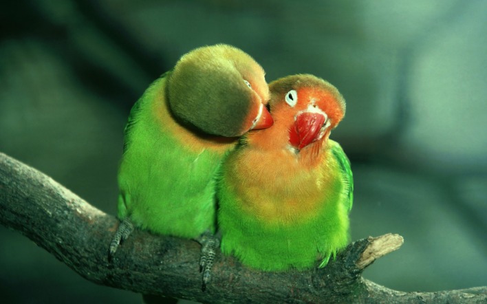 Поцелуй попугаев