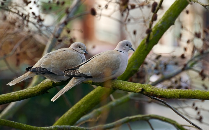 Два голубя на дереве