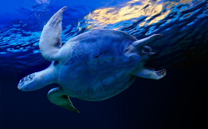 Морская черепаха под водой