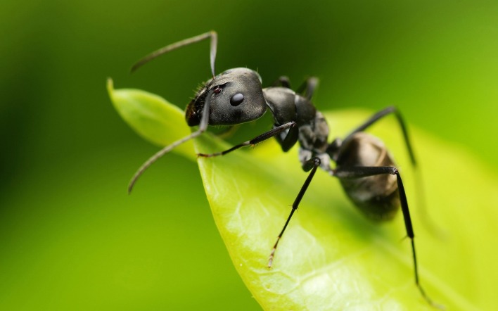 Черный муровей на листке
