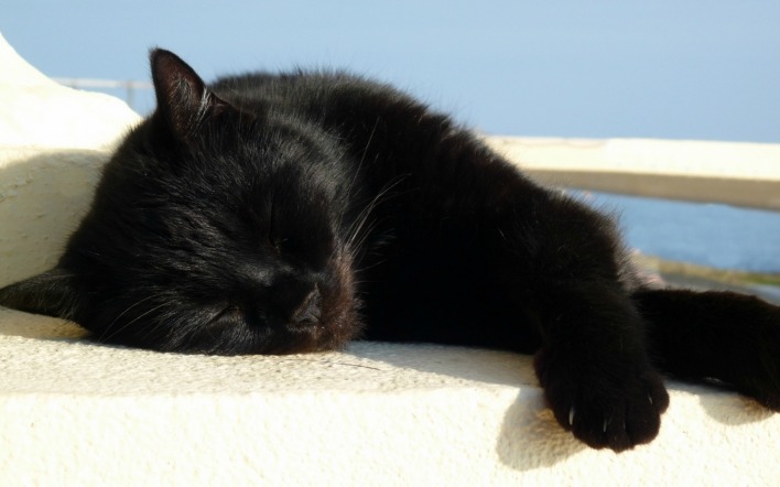 Черная кошка на белом