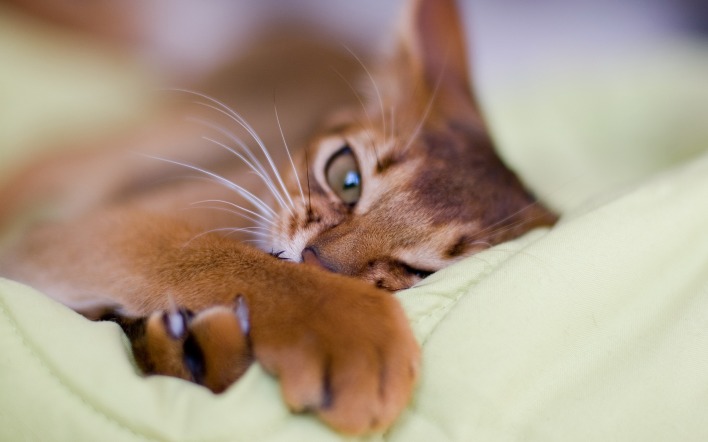 Кот на подушке