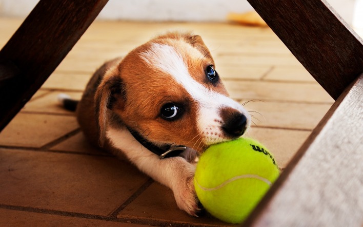 Собачка с теннисным мячиком