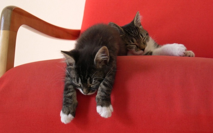 Два котенка на красном кресле