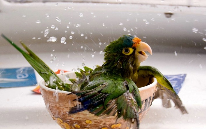 Попугай моется в тарелке