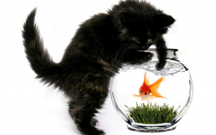 Черный котенок с золотой рыбкой