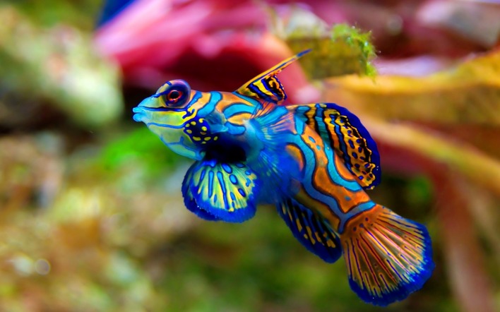 Цветная рыбка