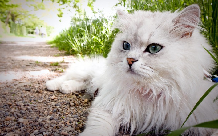 Белый кот на земле