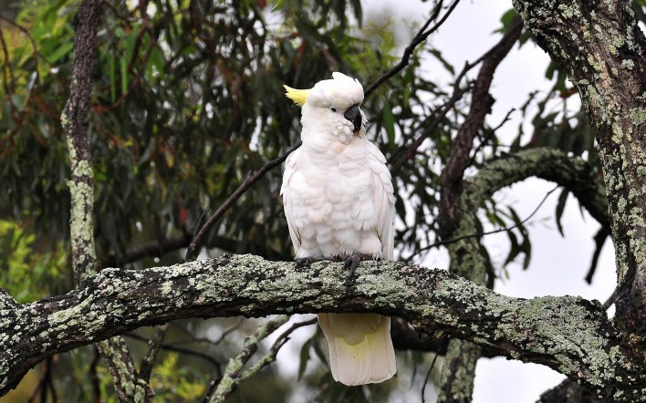 Белый попугай на дереве