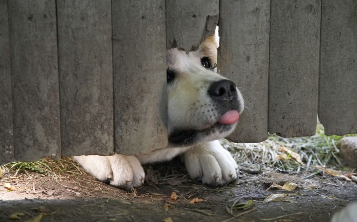 Мордочка пса в заборе