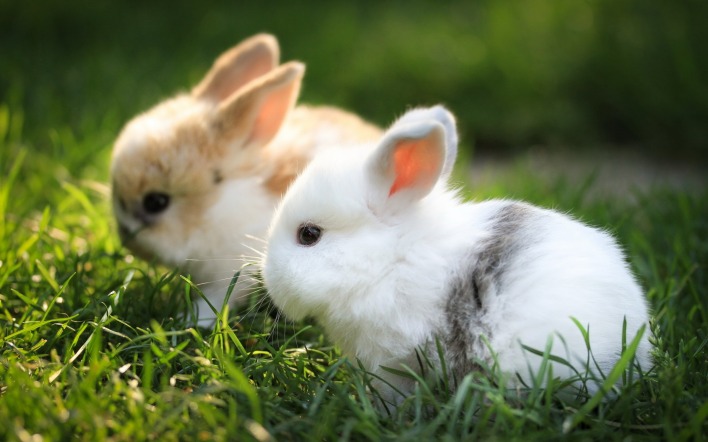 Два белых кролика в траве