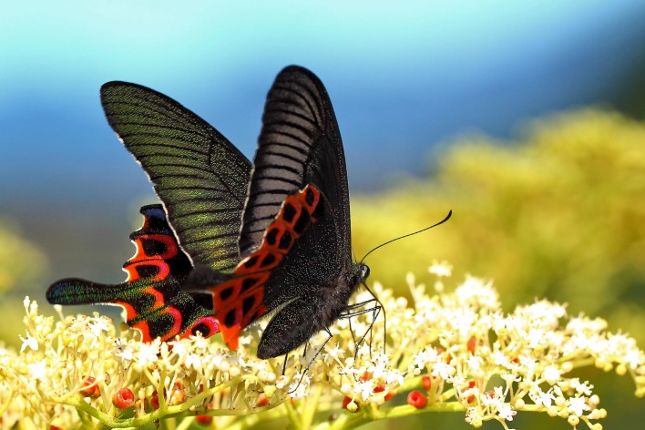 Бабочка с черно-красными крыльями