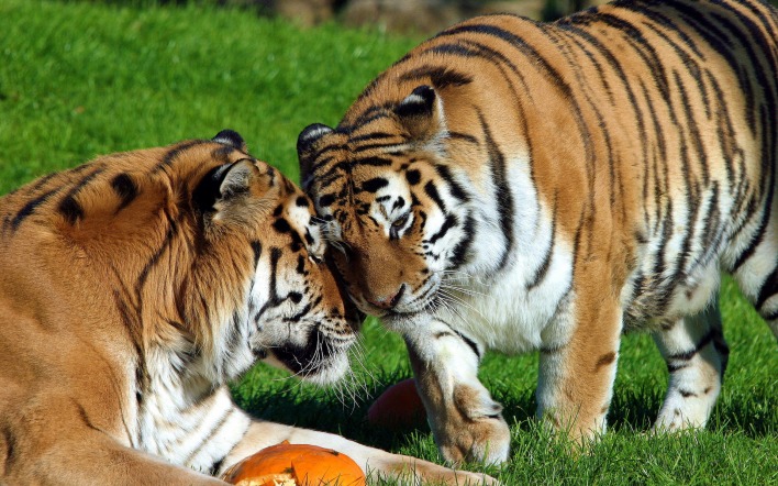 Влюбленные тигры