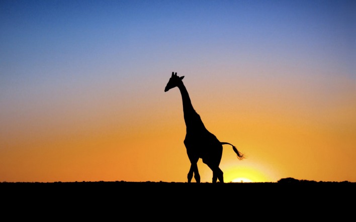 Жираф на фоне заходящего солнца