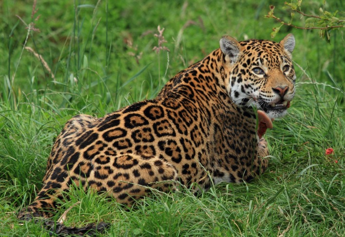 Леопард в траве