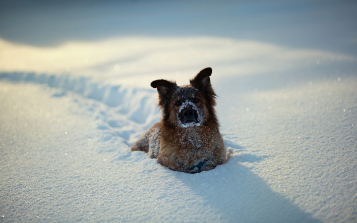 Пёс в снегу