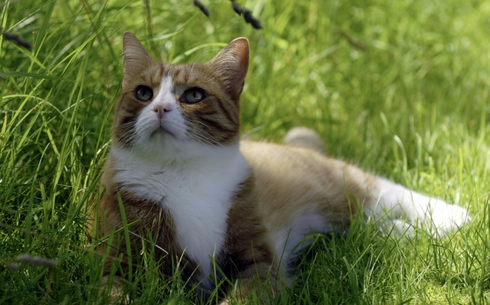 Кот в траве взгляд вверх
