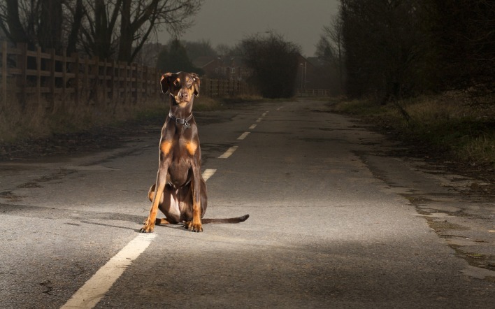 Собака на дороге в сумерках