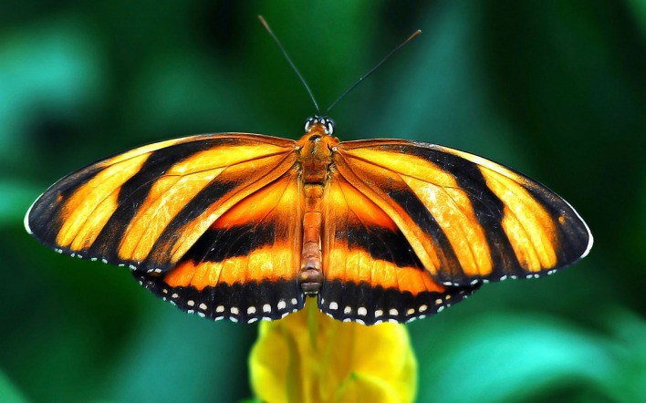 Желто-черная бабочка