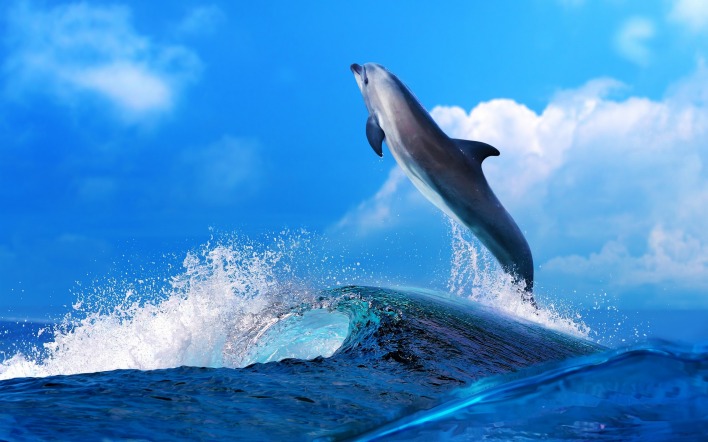 выплывающий на поверхность дельфин