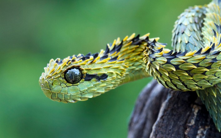 извивающаяся змея