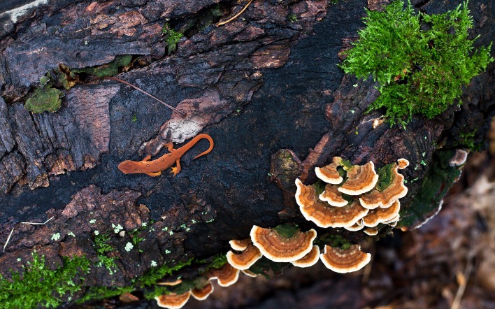 Ящерица на дереве с грибами