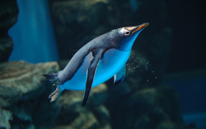 пингвин в недрах океана