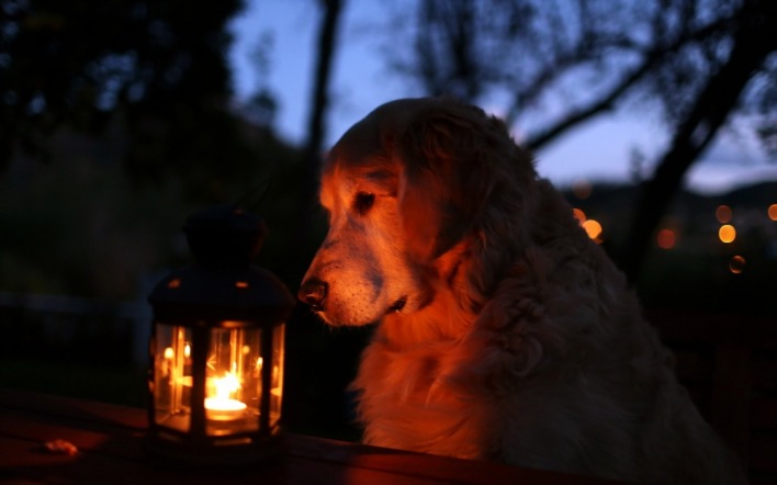 собака и светильник