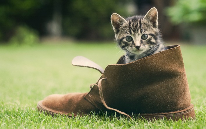 котенок в ботинке