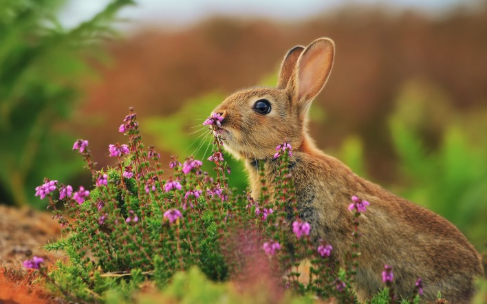 кролик с цветочками