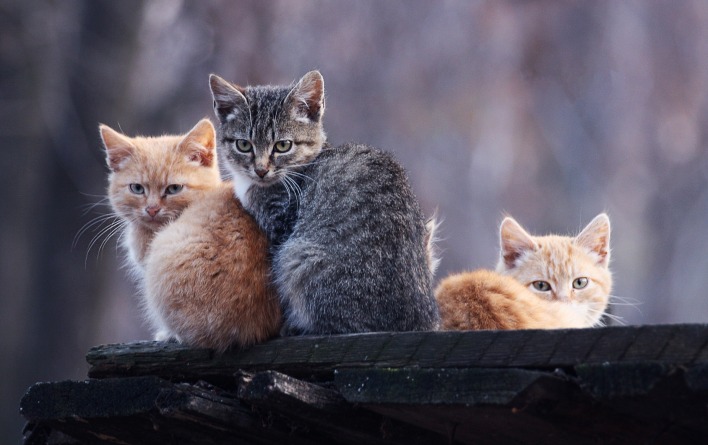 трио котят