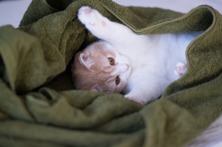 котенок в одеяле