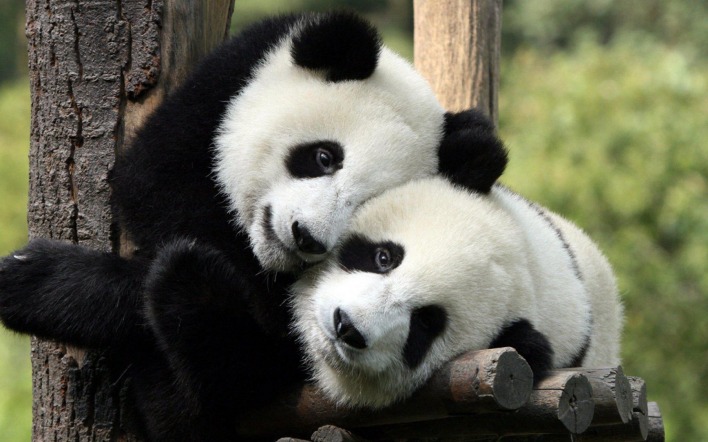 миленькие панды