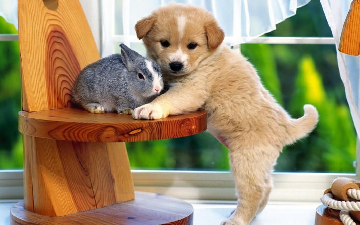 щенок с кроликом