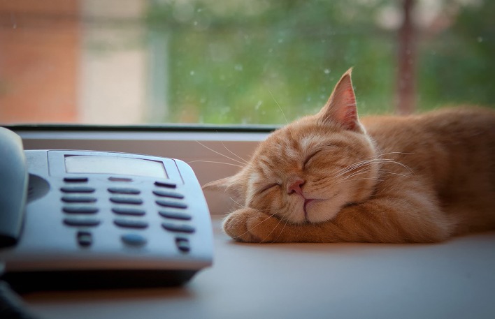 рыженький котенок возле телефона