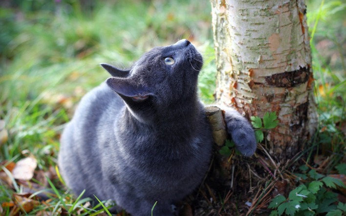 котик возле дерева