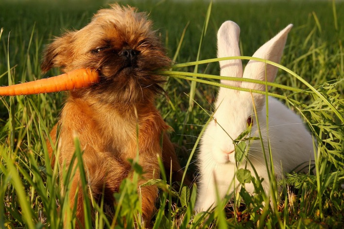 Кролик, морковка, собака