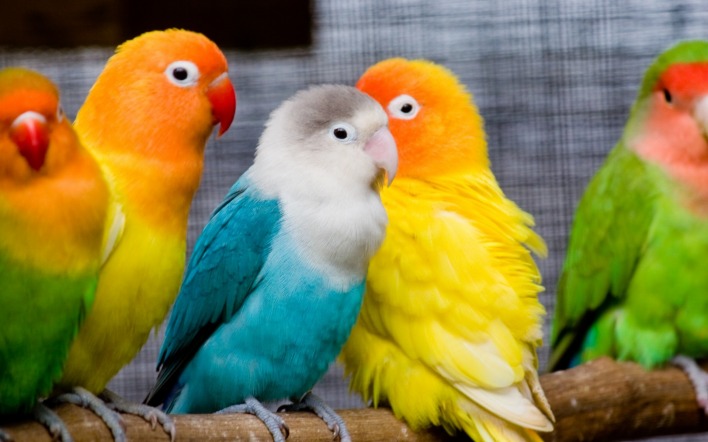 яркие попугаи