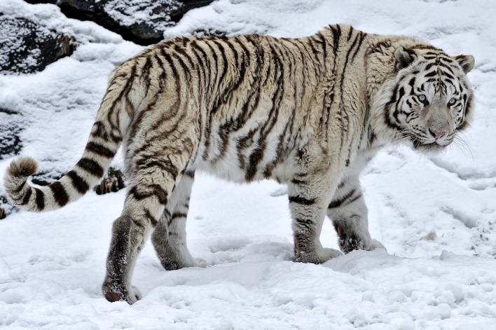 тигр на снегу