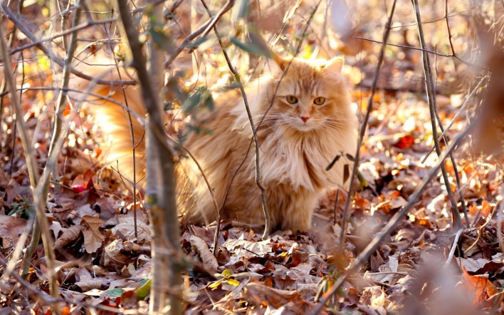 кот на осенней листве