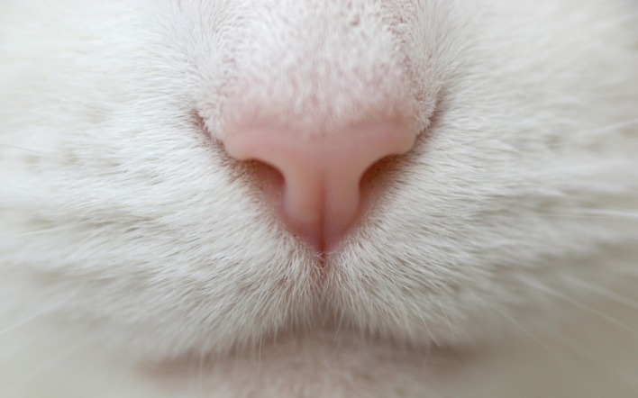 Белый носик кота