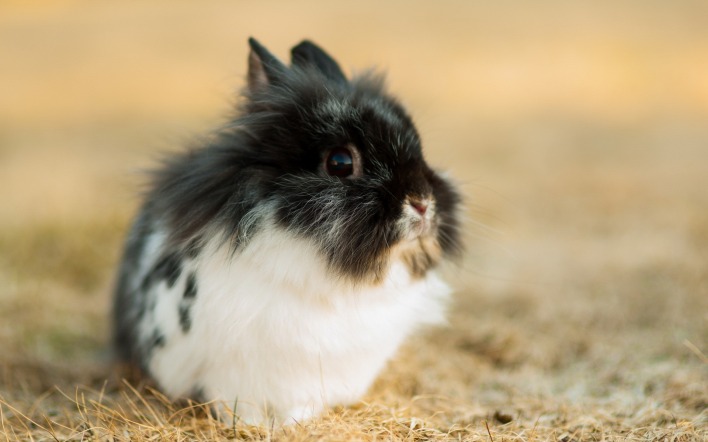 черно-белый кролик
